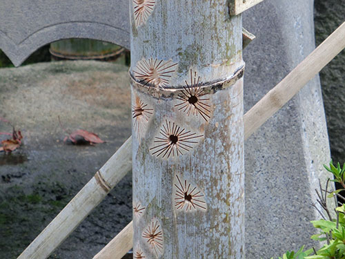 平成の大修理-浄土寺_d0168406_10385569.jpg