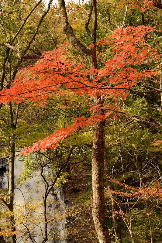 九重・天狗ヶ城　撃沈！_b0277008_1118877.jpg