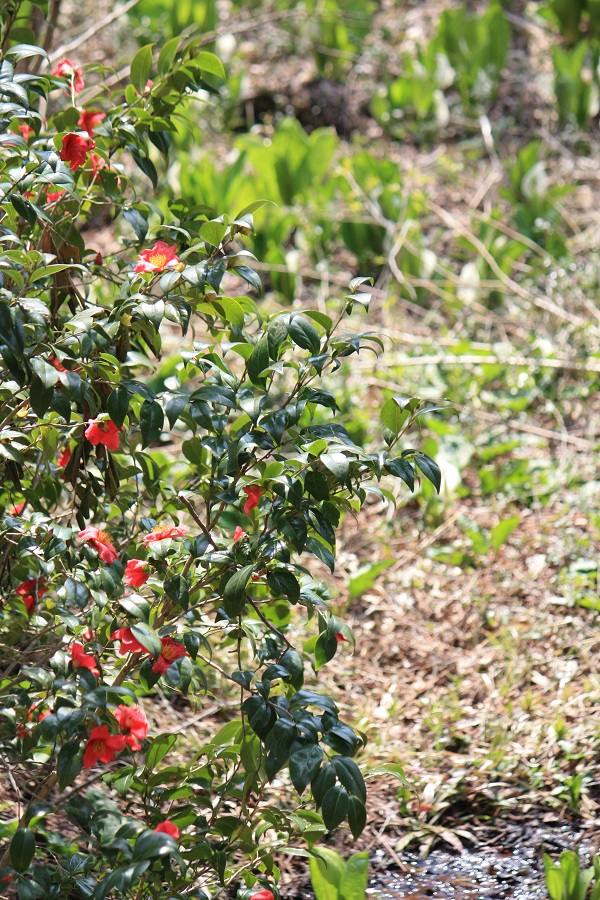 d0001008_21433695.jpg