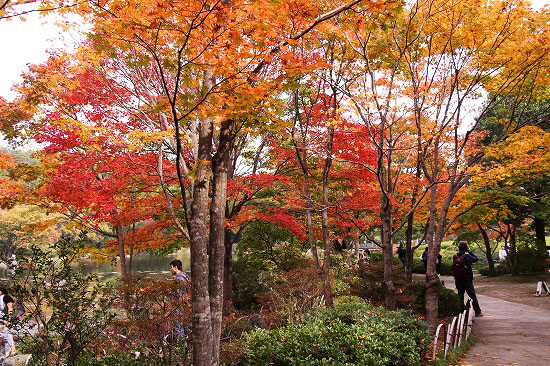 昭和記念公園で紅葉とコスモスとジョウビタキ_e0255509_20121536.jpg
