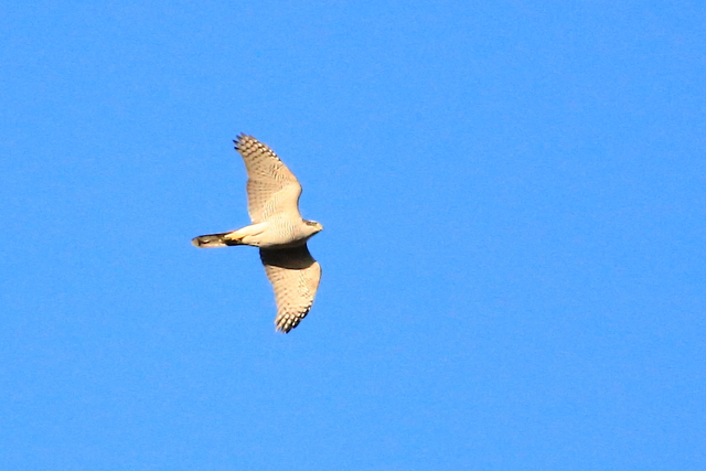 1１月4日　水元公園の風景と野鳥_f0356928_21551320.jpg