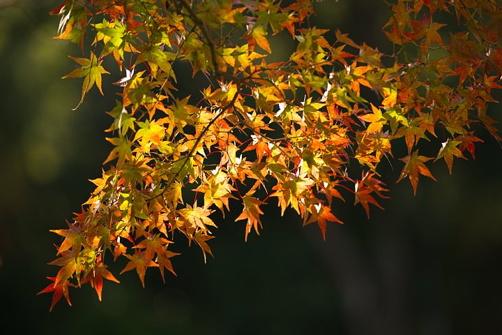 2014年11月5日　紅い水源_b0134829_22155296.jpg