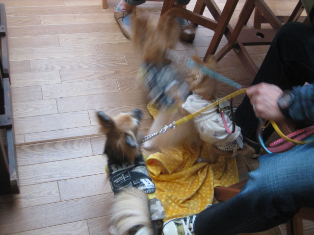 c0134645_0341415.jpg