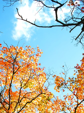 奥山渓谷・針畑筋の紅葉キレイ指数は120％・・・とボクの紅葉刈り_d0005250_17352392.jpg