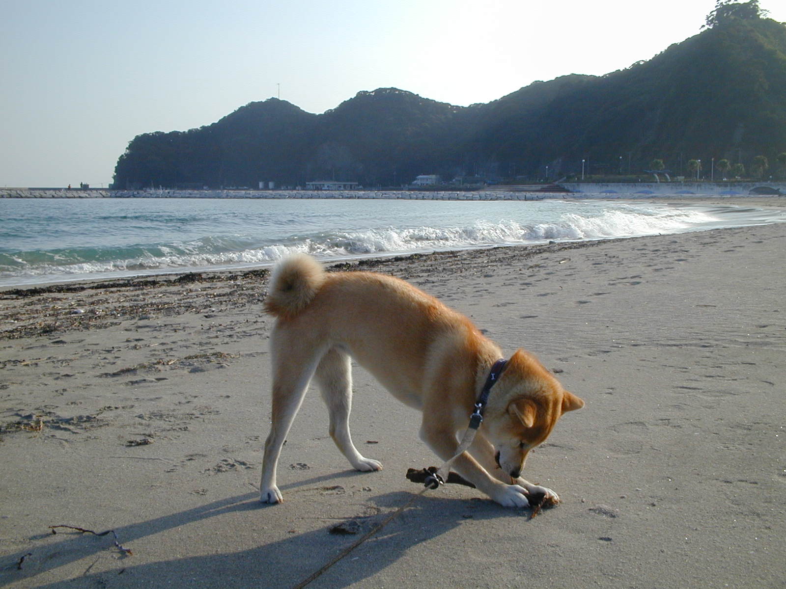 ’14,11,4(火)12月の大歌舞伎と勝浦の海3景!_f0060461_16434352.jpg