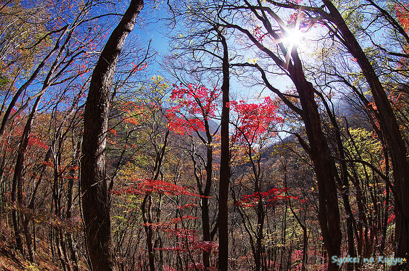 11月3日 星生山朝駆け後男池散策_c0288262_17303467.jpg