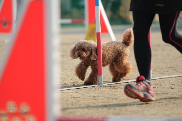 北九州クラブアジリティー競技会　‘14/10/26　その７_d0230464_10400774.jpg