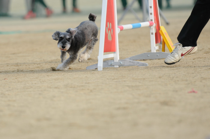 北九州クラブアジリティー競技会　‘14/10/26　その７_d0230464_10464500.jpg