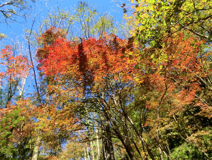 No365 中国山地 広島 吾妻山~比婆山_b0185573_2037415.jpg