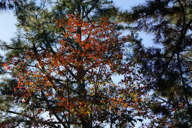 e0181373_224015.jpg
