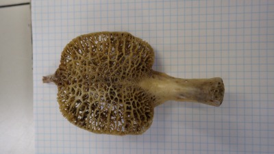 e0046474_18154147.jpg