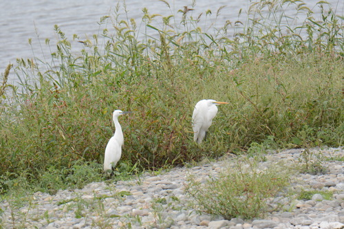 e0098079_1547029.jpg