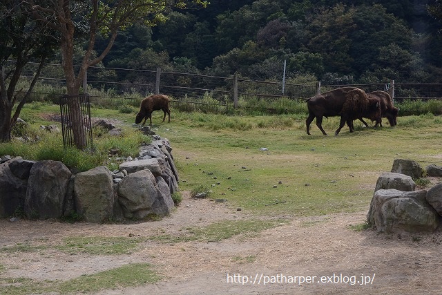 ２０１４年１０月　白浜パンダ見隊その２　食欲モリモリな陽ちゃん_a0052986_2258165.jpg