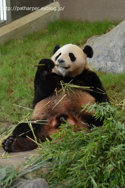 ２０１４年１０月　白浜パンダ見隊その２　食欲モリモリな陽ちゃん_a0052986_7291548.jpg