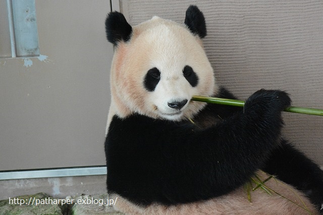 ２０１４年１０月　白浜パンダ見隊その２　食欲モリモリな陽ちゃん_a0052986_7405222.jpg