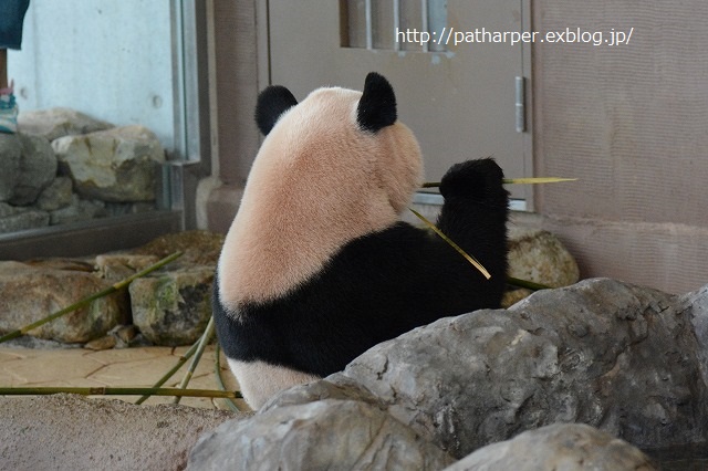 ２０１４年１０月　白浜パンダ見隊その２　食欲モリモリな陽ちゃん_a0052986_7445390.jpg