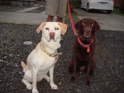 幸せ便り フィラリア陰性 Together With The Dog ファンパウズ 幸せ便り フィラリア陰性 Together With The Dog ファンパウズ