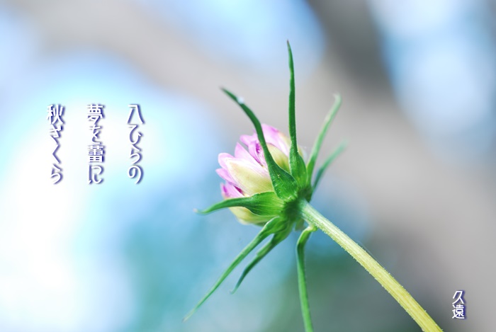 秋桜 俳句 Always Over The Moon