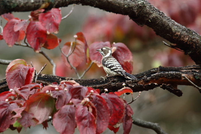 写真日記・新宿御苑・2014.11.2_c0336400_21054548.jpg