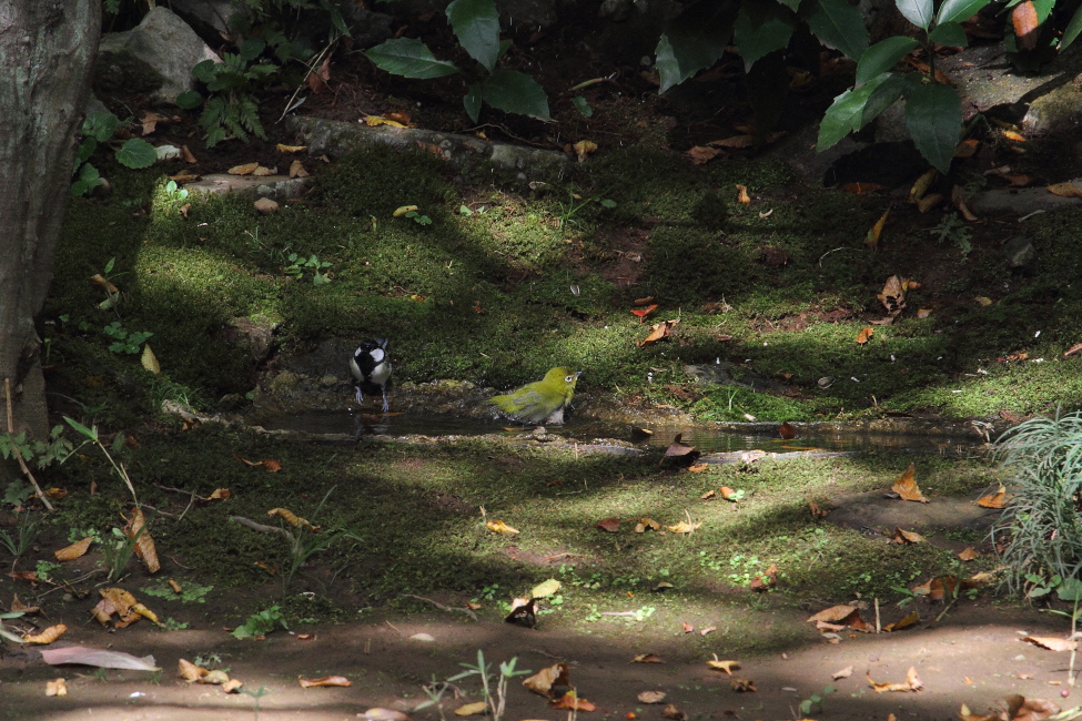 公園の小さな水溜まりは盛況_b0190710_2339110.jpg