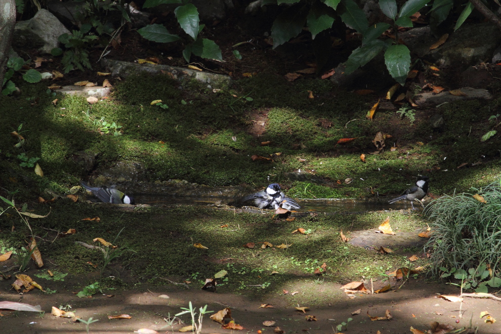 公園の小さな水溜まりは盛況_b0190710_23394990.jpg