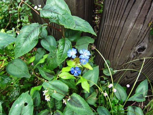 d0179410_1792211.jpg