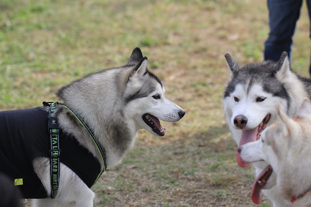 昭和記念公園はハス率高し!!_b0207615_23333416.jpg