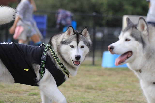 昭和記念公園はハス率高し!!_b0207615_23334035.jpg