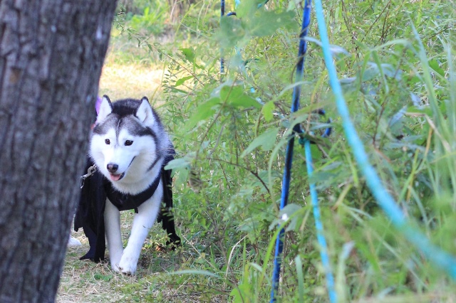 昭和記念公園はハス率高し!!_b0207615_23340706.jpg