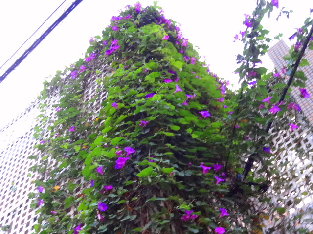 e0016828_1133166.jpg