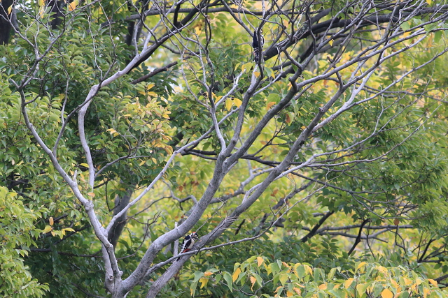 水元公園の野鳥/アカゲラ_f0356928_23112562.jpg