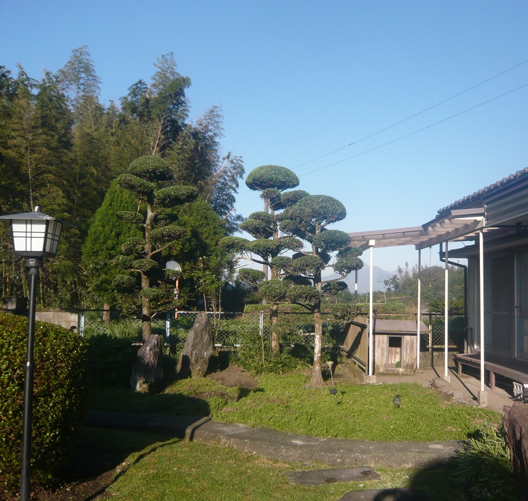 紺碧の空・・・庭の植木も綺麗にカット❤_a0206332_9361365.jpg