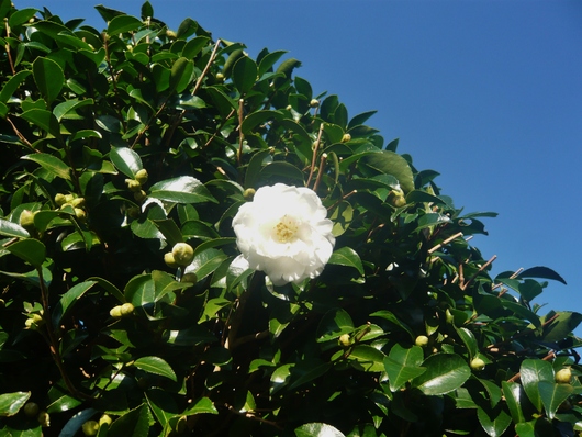 紺碧の空・・・庭の植木も綺麗にカット❤_a0206332_9373017.jpg