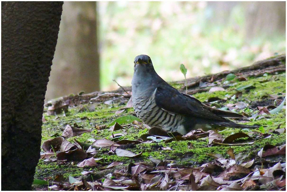 野　鳥_b0312938_06114588.jpg