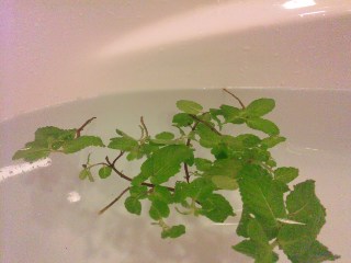 blog:ライオンの笑顔_a0103940_19381037.jpg