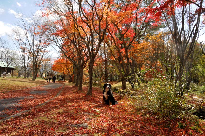 自然牧場公園の錦図のような紅葉とララ_b0075541_13183035.jpg