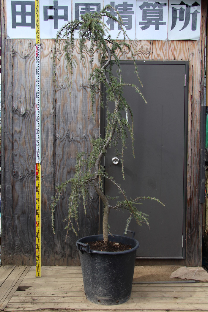 アラスカヒノキ　　グラウカ　ペンデュラ　接ぎ木苗 アラスカヒノキ「ペンデュラ 」の今 | dukeのコニファー&陶芸ブログ