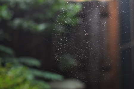 雨の日曜日。_d0227246_10153771.jpg