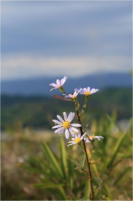 里山に咲く秋の野草達　Ⅱ_e0091347_19583336.jpg