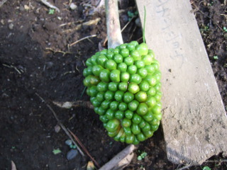 珍しい植物の名前 メモ るっこら ひとり言 珍しい植物の名前 メモ るっこら ひとり言