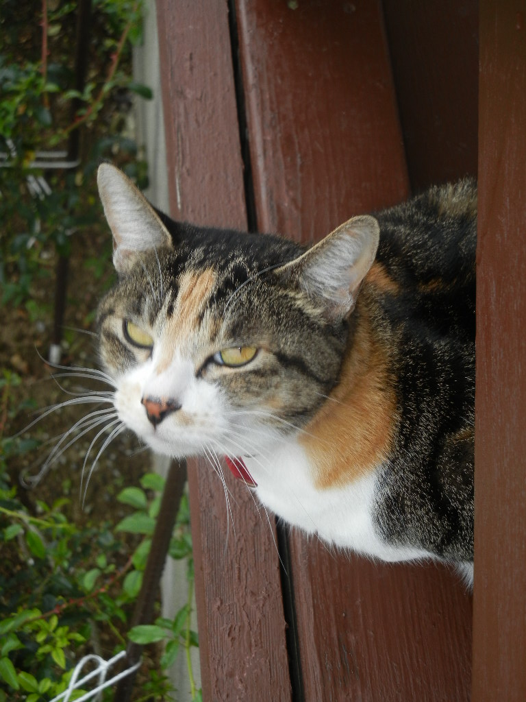 ’14,11,5(水)今日っていい子の日なの?_f0060461_1343951.jpg