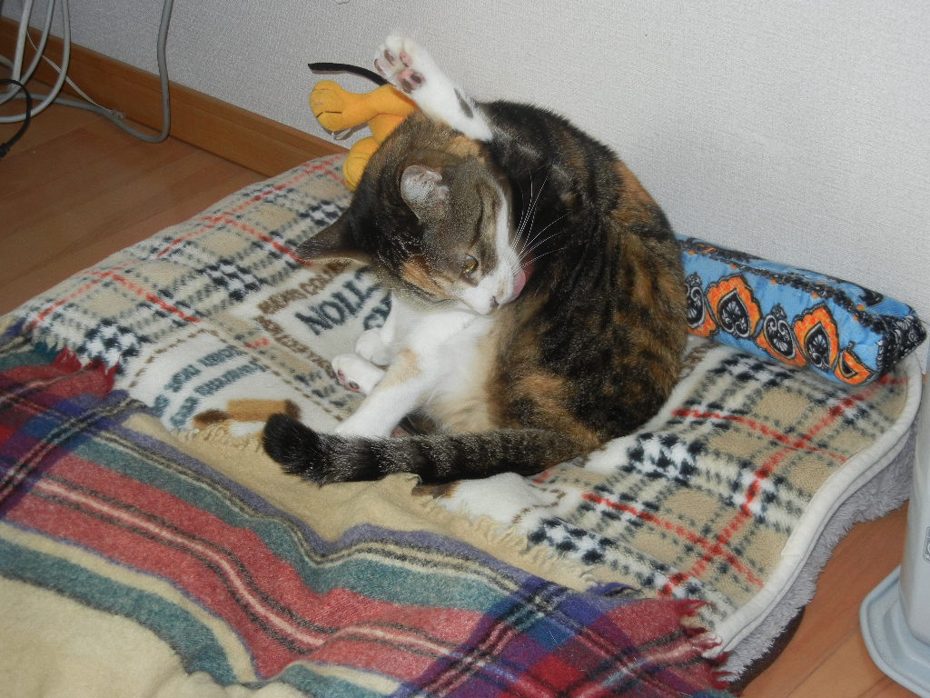 ’14,11,5(水)今日っていい子の日なの?_f0060461_13574798.jpg