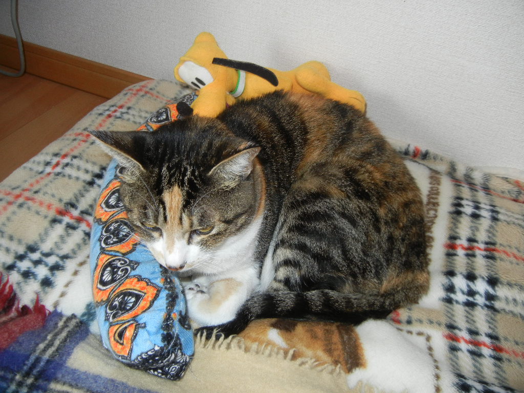 ’14,11,5(水)今日っていい子の日なの?_f0060461_13583190.jpg