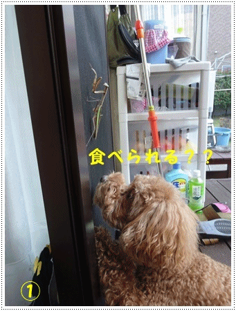 b0175688_20234433.gif