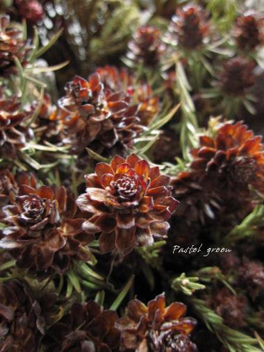 リューカデンドロン　ジュビリークラウン リューカデンドロン『ジュビリークラウン』 | 花屋 はな輔