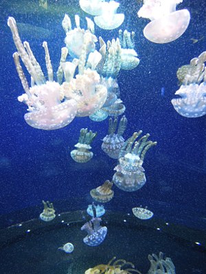 海のモチーフをリサーチ_b0055196_9254551.jpg