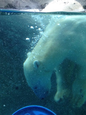 旭山動物園_b0198696_00424469.jpg