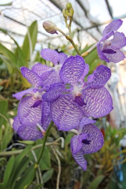 Vanda.coerulea \'Hakusan\' AM/JOS_d0007501_7585572.jpg