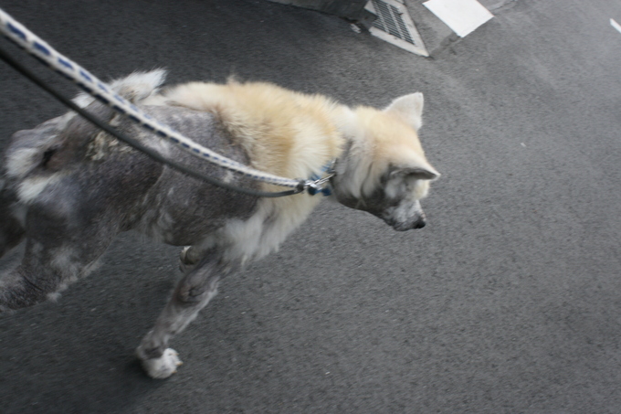 あおばの家族探し_f0242002_2395570.jpg