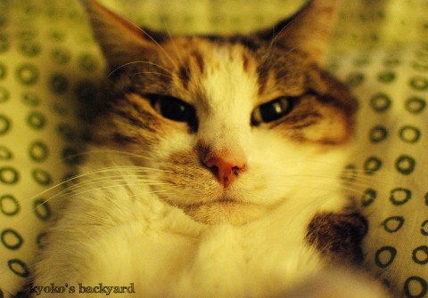 不機嫌な猫_b0253205_01442059.jpg